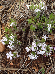 Polemoniaceae