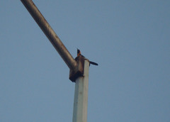 Icterus cucullatus