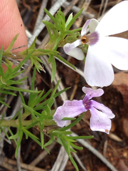 Polemoniaceae