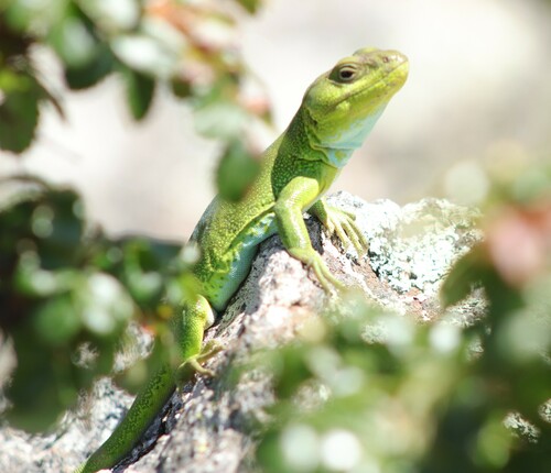 Achala copper lizard, Pristidactylus achalensis