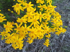 Senecio ampullaceus