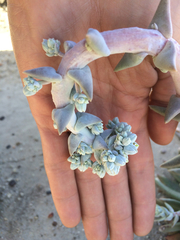 Dudleya greenei