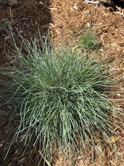 Festuca glauca