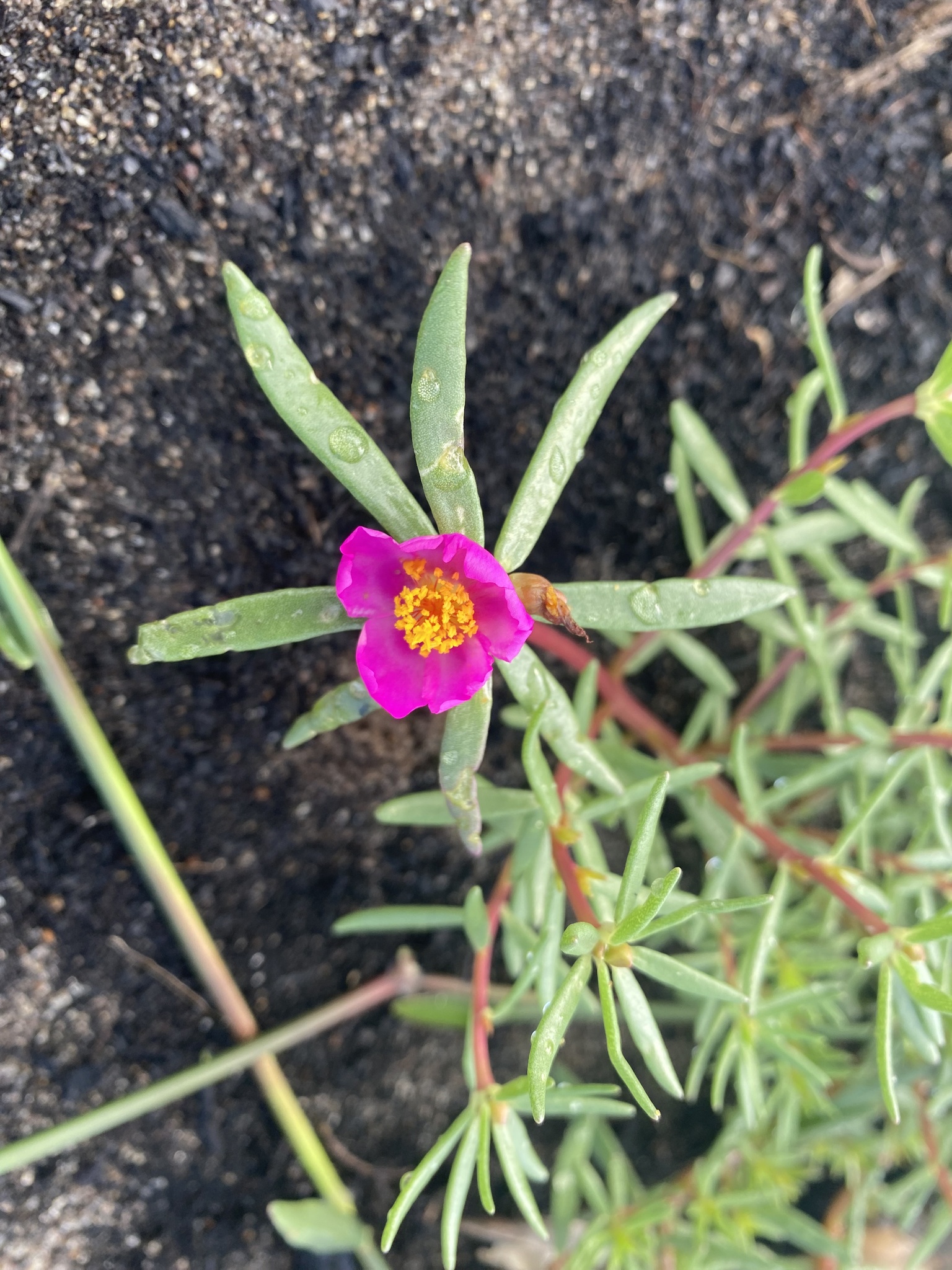 Portulaca pilosa