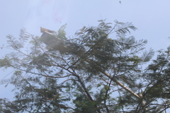 Streptopelia decaocto