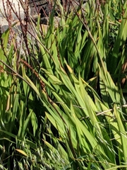 Chasmanthe floribunda