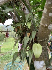 Pleurothallis cardiothallis