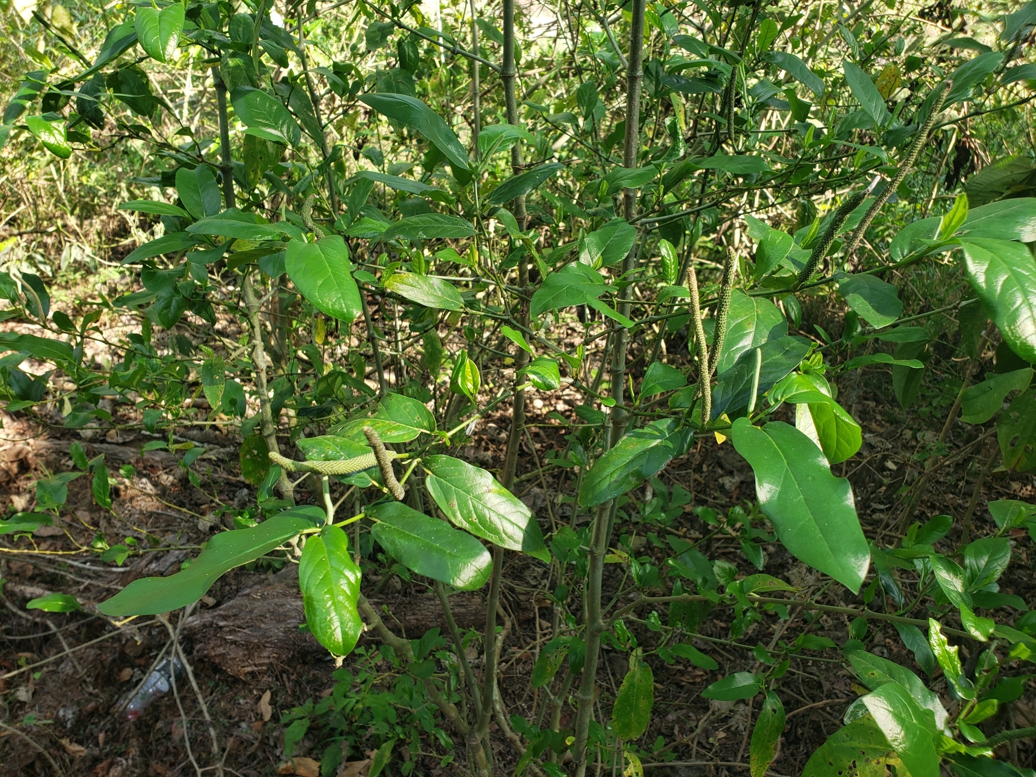 Imagem de Pimenta-de-macaco
