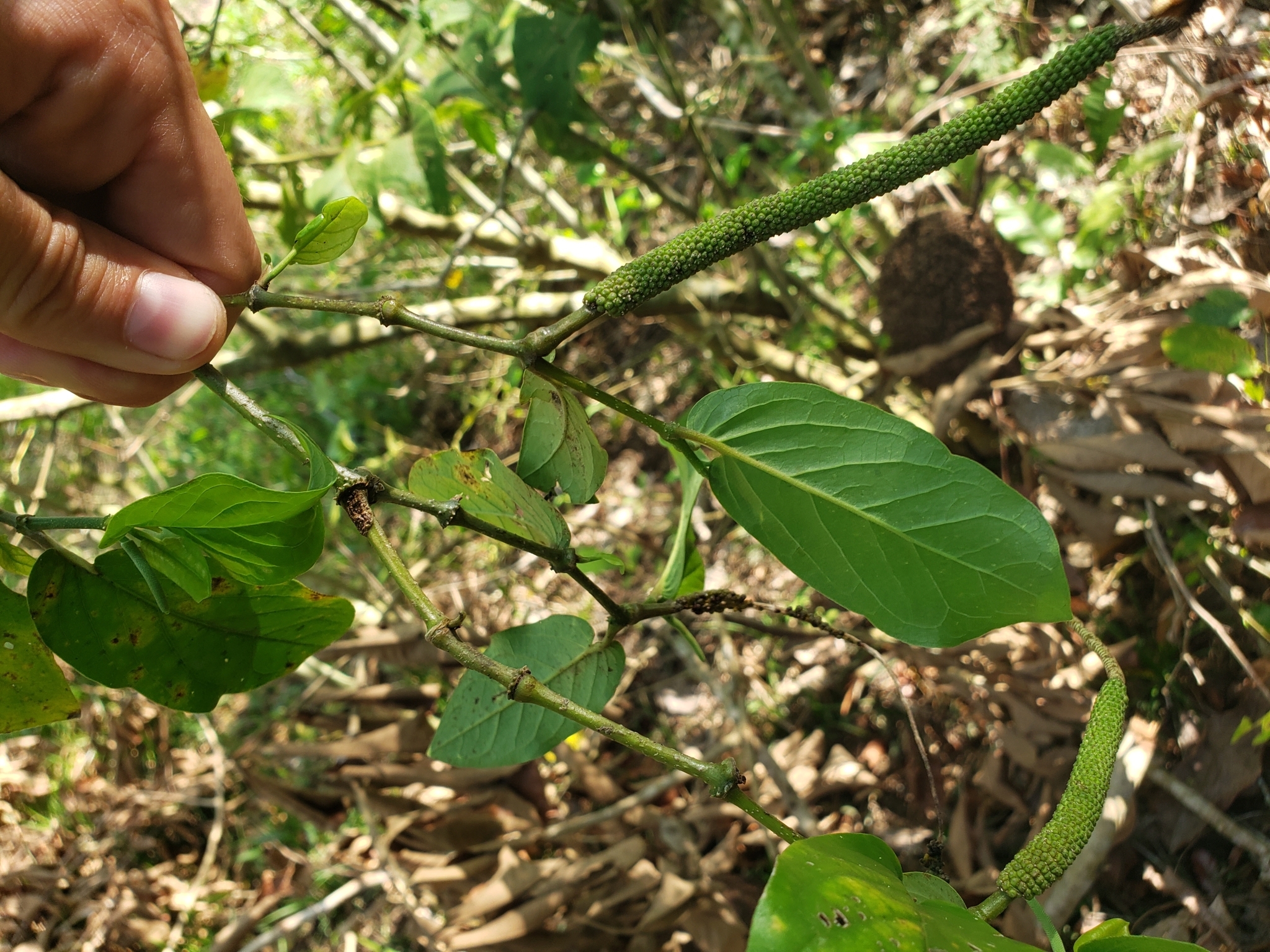 Imagem de Pimenta-de-macaco