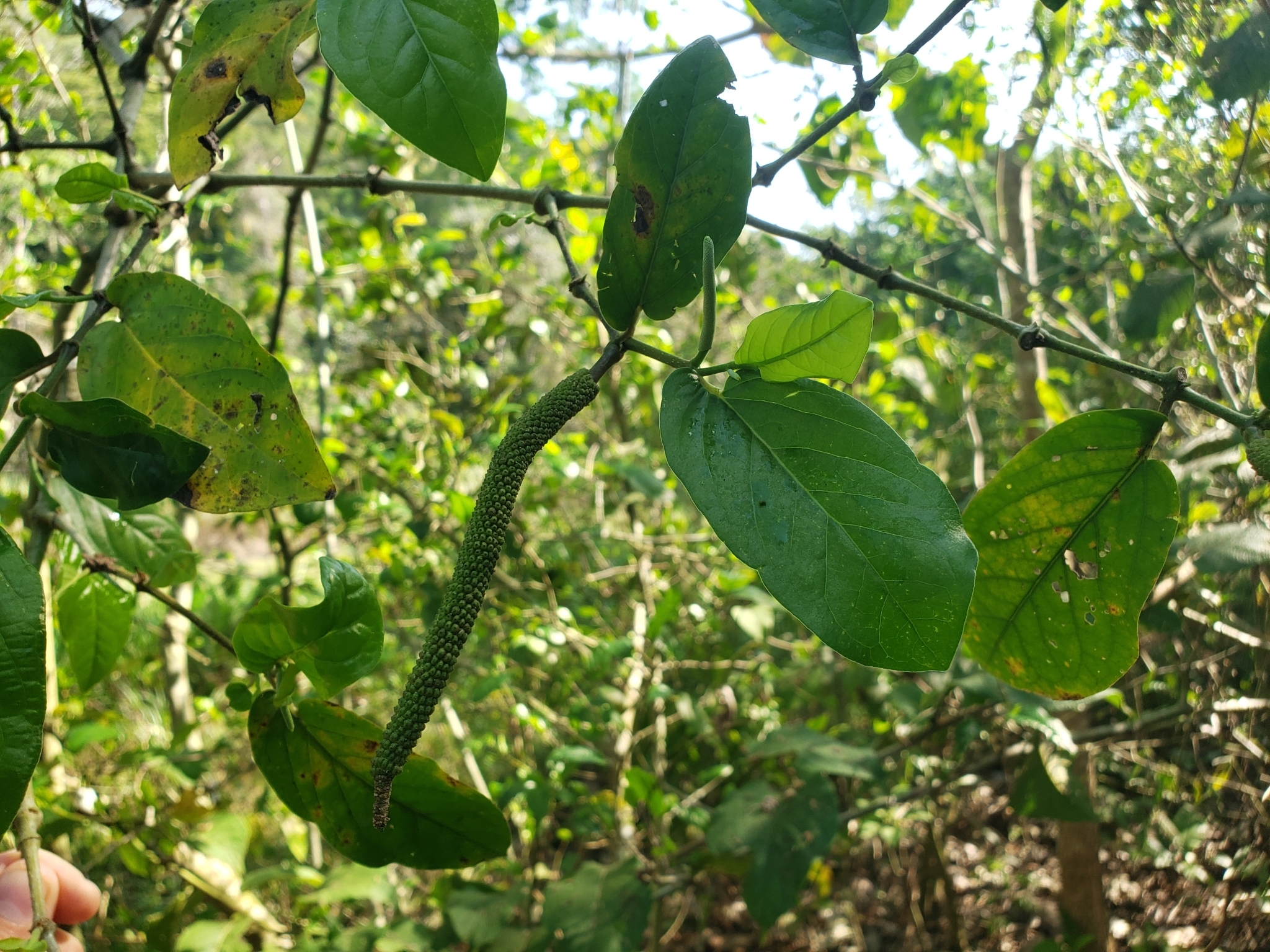 Imagem de Pimenta-de-macaco