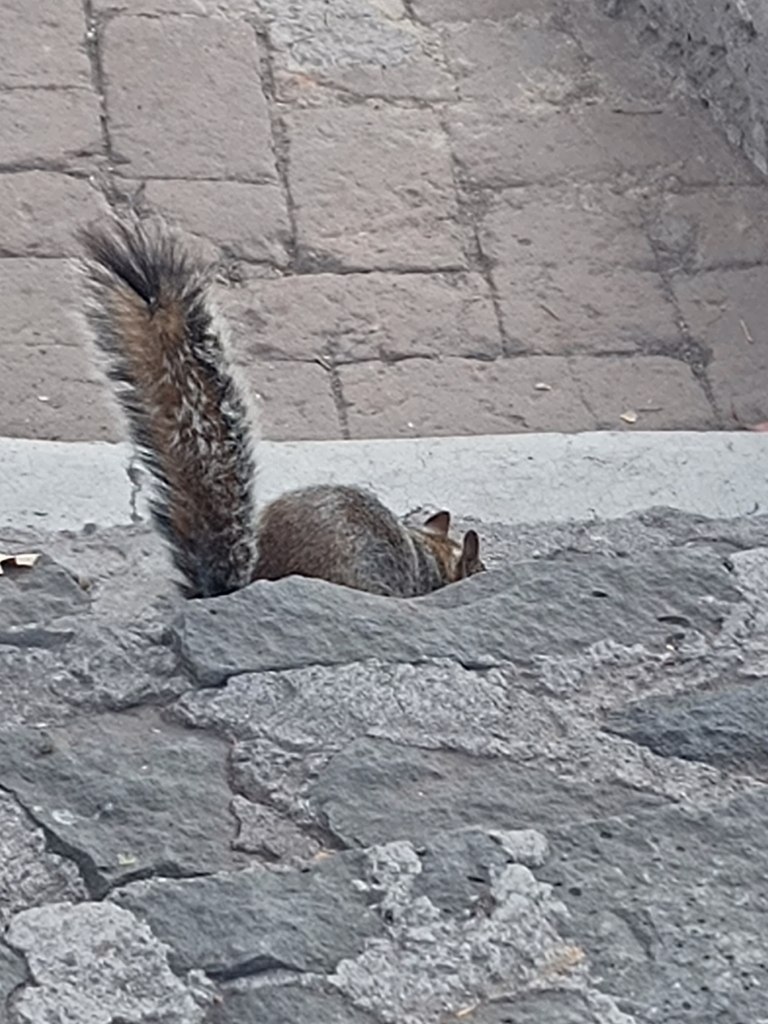 Tree Squirrels from Parque Nacional Cerro de la Estrella, Ciudad de ...