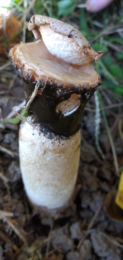 Itajahya galericulata · May 2021 · photo: © rebecaquetglas (iNaturalist, cc0)