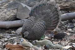 Grey Peacock-Pheasant photo 3