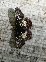 Chlosyne melitaeoides