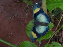 Euphaedra phaethusa