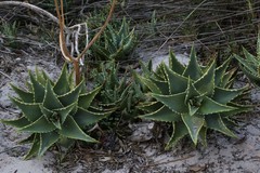 Aloe distans