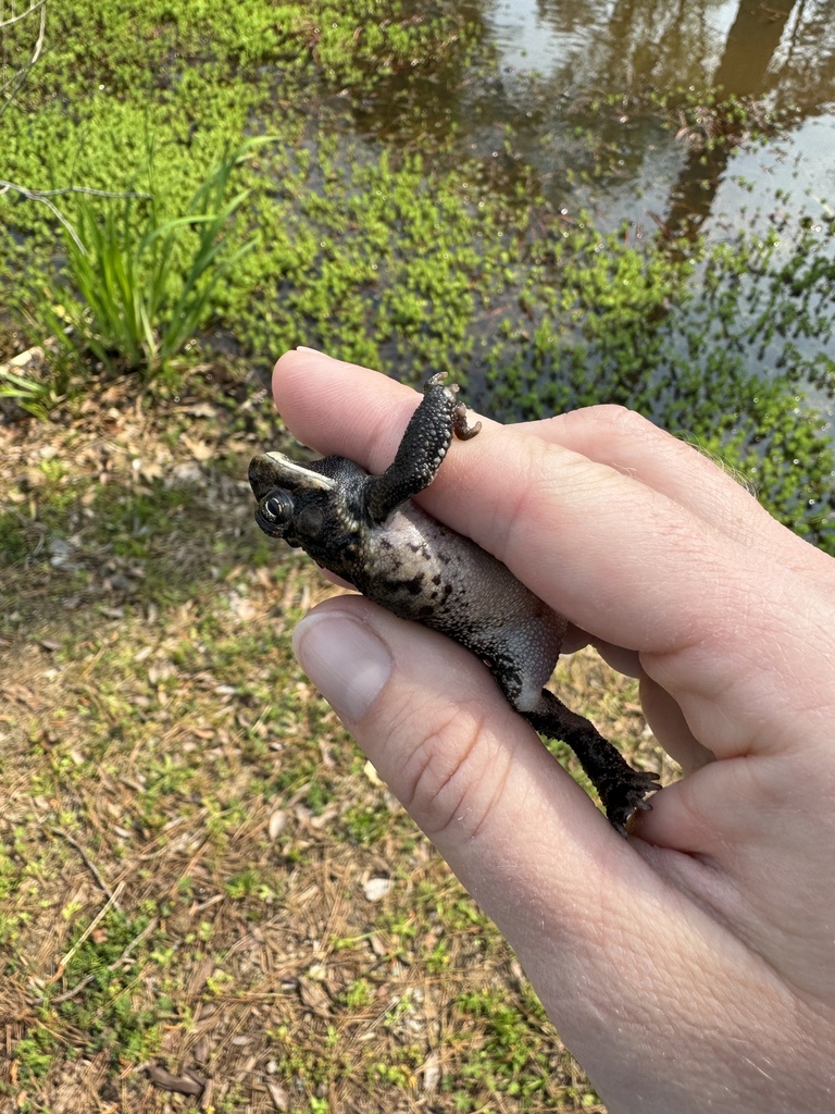 Southern Toad from N Eastern Blvd, Fayetteville, NC, US on April 2 ...
