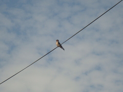 Hirundo rustica