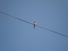Hirundo rustica