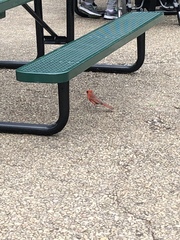 Cardinalis cardinalis