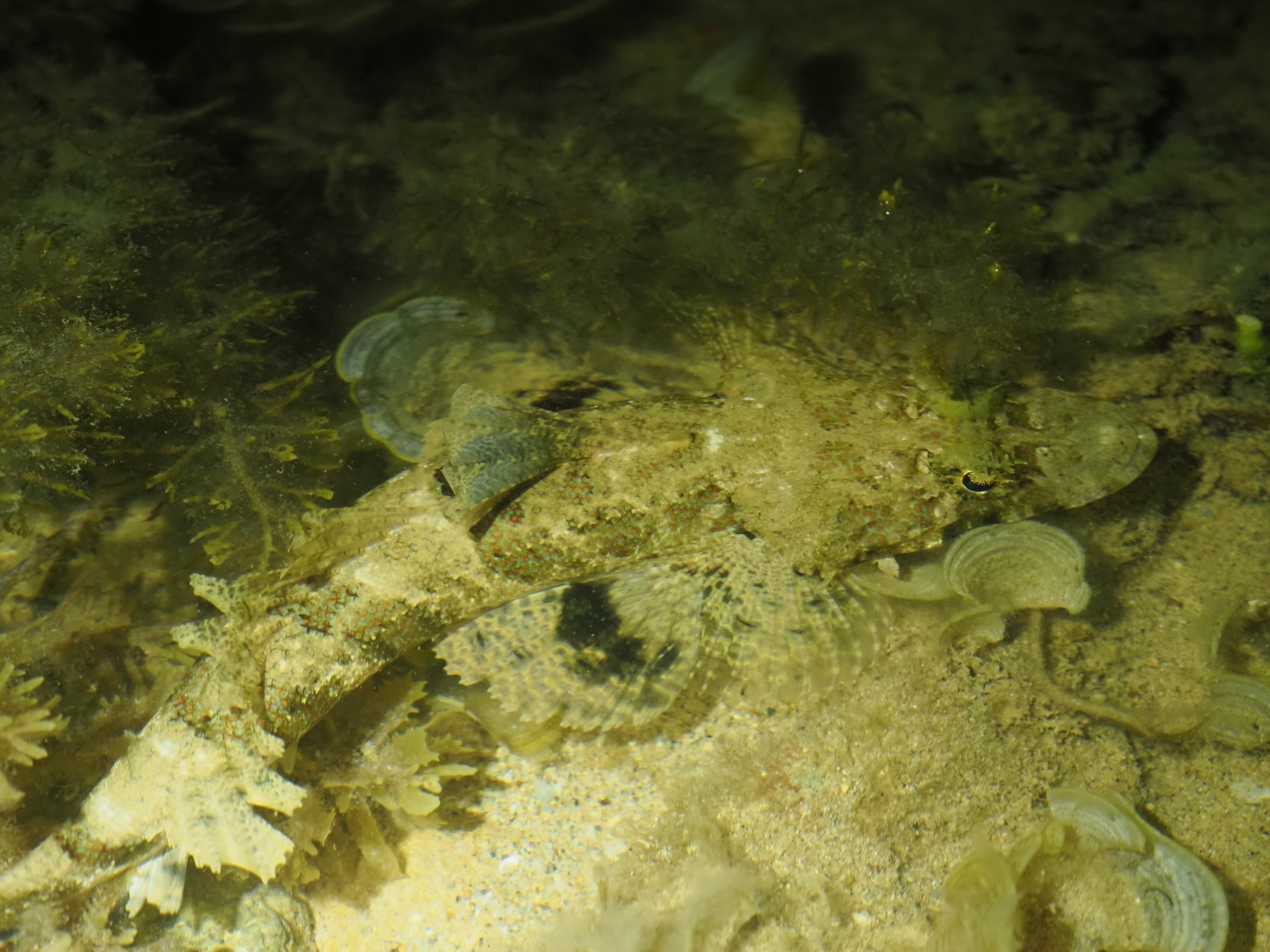 纓眼鯒 (流蘇牛尾魚) Cymbacephalus nematophthalmus