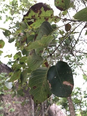 Coussapoa oligocephala