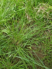 Nassella leucotricha