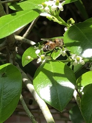 Apis mellifera