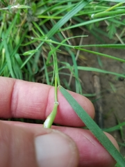 Nassella leucotricha