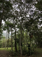 Coussapoa oligocephala