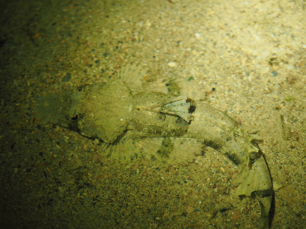 Black-freckled Flathead