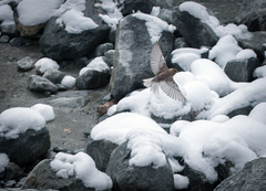 Leucosticte arctoa