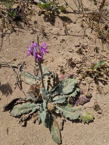 Centaurea bimorpha