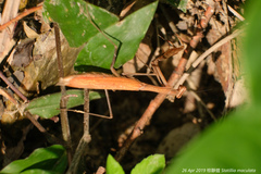 Statilia maculata