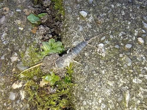Long-tailed Silverfish, 9351 JX Leek, Netherlands, photo 9 of 10