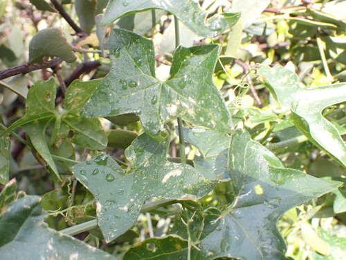 Image of Marah gilensis by no rights reserved