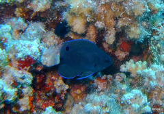 Pomacentrus trichrourus