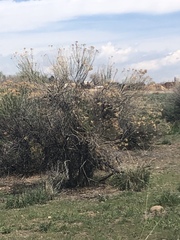 Zonotrichia leucophrys