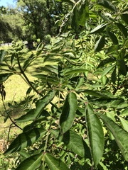 Sambucus canadensis image