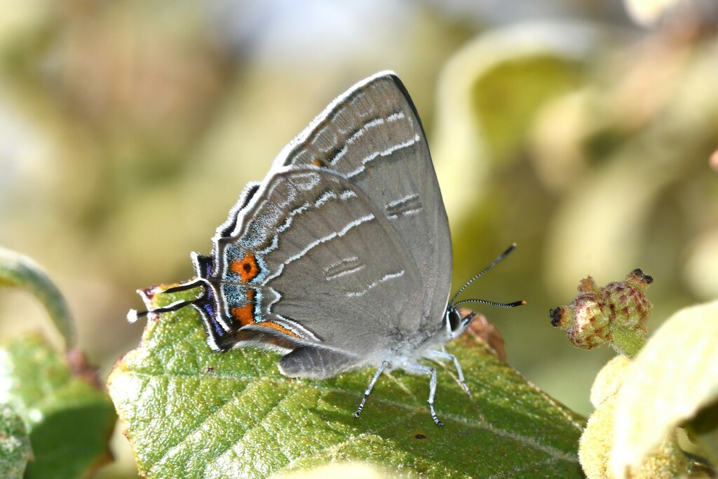 Hypaurotis