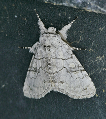 Charadra dispulsa