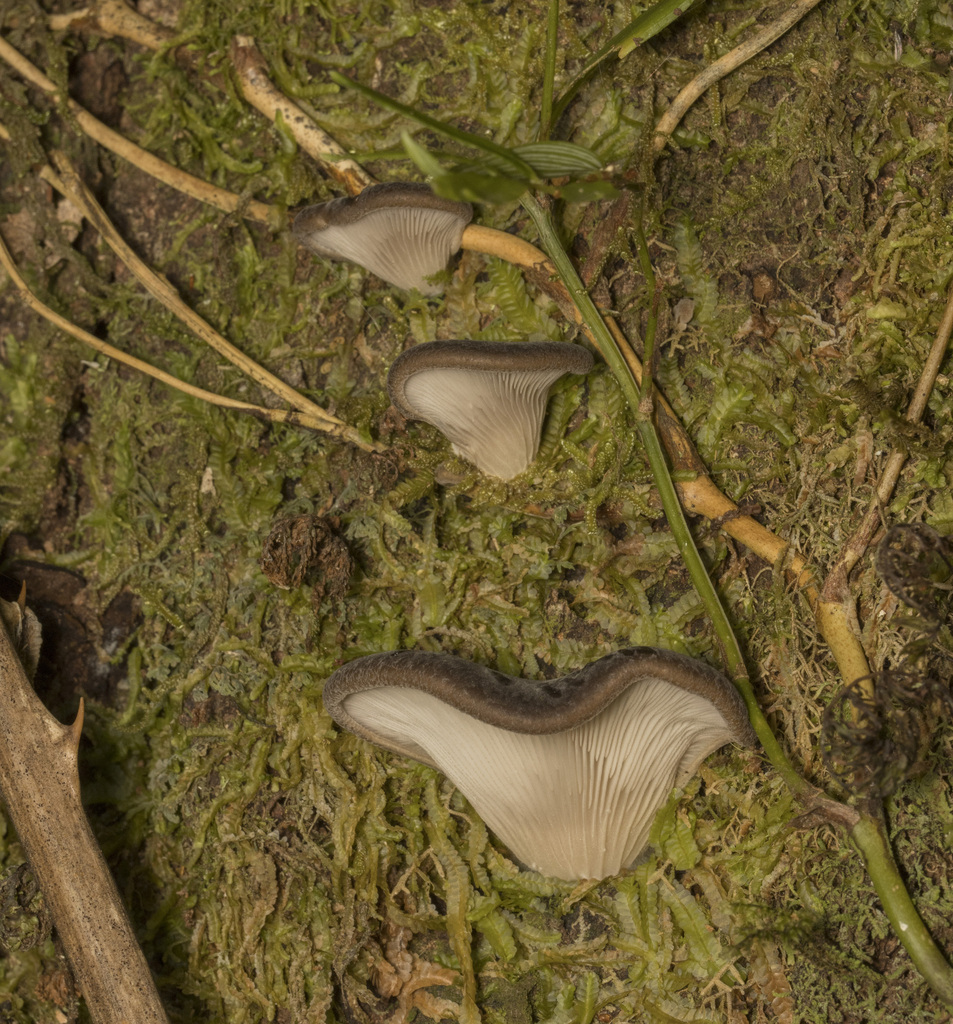 Pleurotus ostreatus · March 2024 · photo: © sur_endemico (iNaturalist, cc-by-nc)