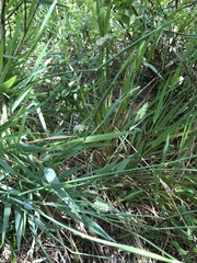 Phalaris californica