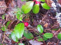 Gaultheria procumbens image