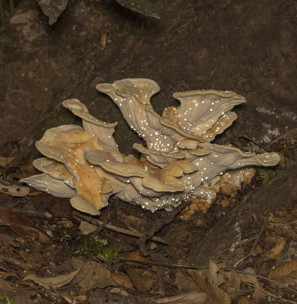 Bondarzewia guaitecasensis · March 2024 · photo: © sur_endemico (iNaturalist, cc-by-nc)
