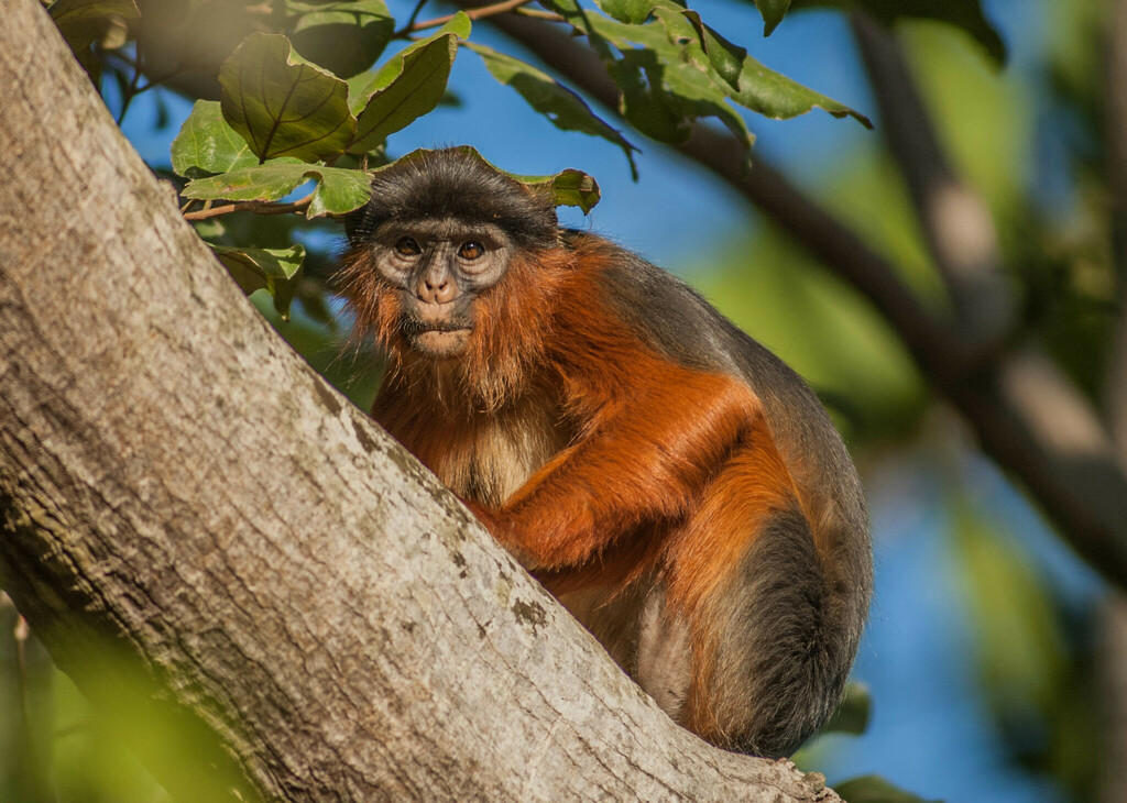 Western Red Colobus
