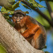 Western Red Colobus - Photo (c) peterichman, some rights reserved (CC BY)