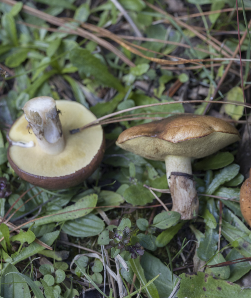 Suillus luteus · March 2024 · photo: © sur_endemico (iNaturalist, cc-by-nc)