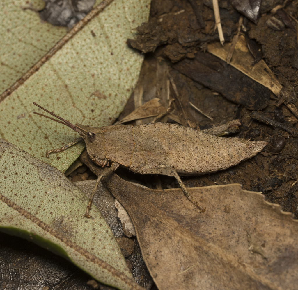 Tropidostethus angusticollis