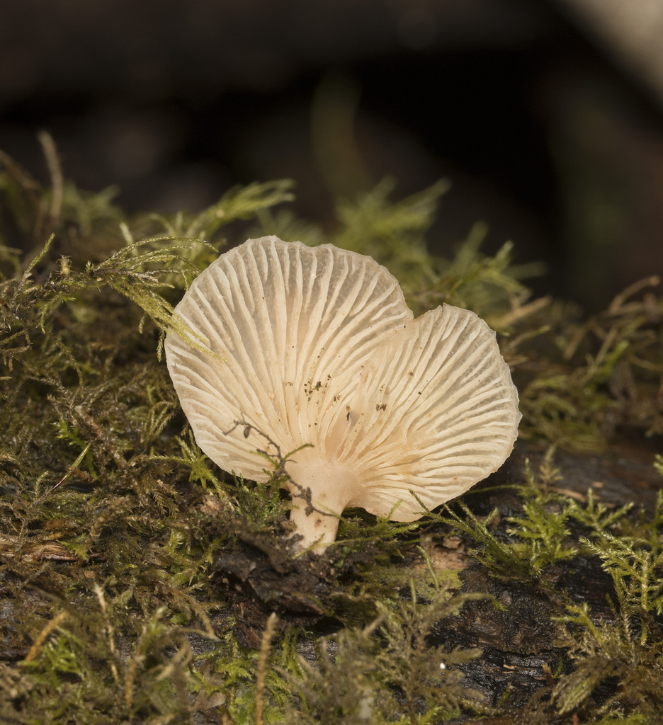 Scytinotus longinquus · March 2024 · photo: © sur_endemico (iNaturalist, cc-by-nc)